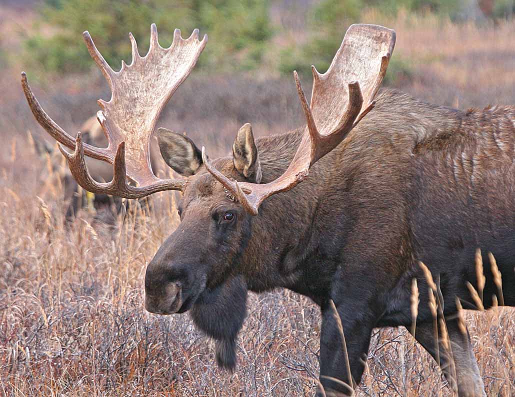 Название: лось.jpg
Просмотров: 9719

Размер: 107.9 Кб